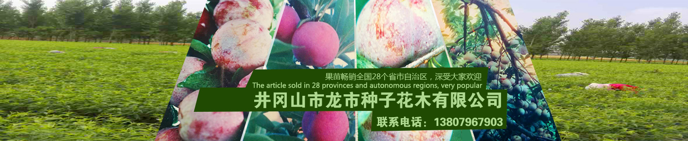 松川機械-枕式包裝機專業制造商